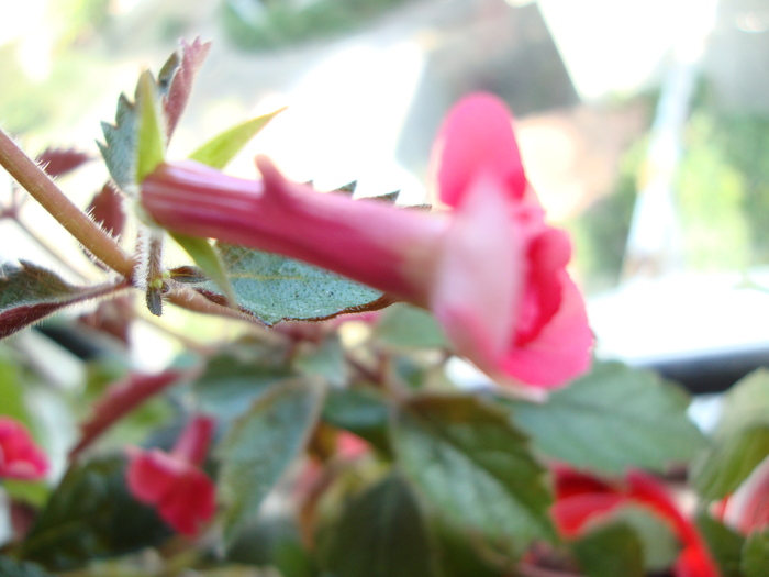 stan s delight - 2010 abutilon