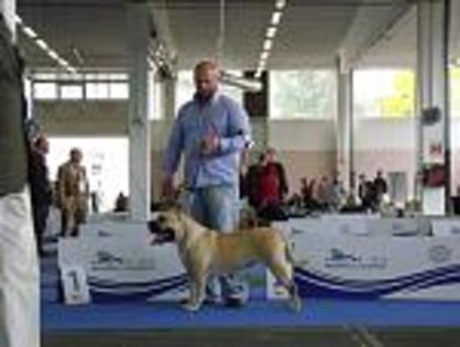 euro dog show 2010 slovenia - dogo canario in show