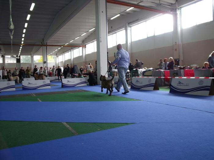 euro dog show 2010 slovenia - dogo canario in show