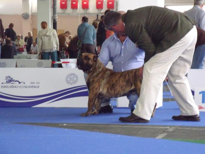 euro dog show 2010 slovenia; woodoo la verificat
