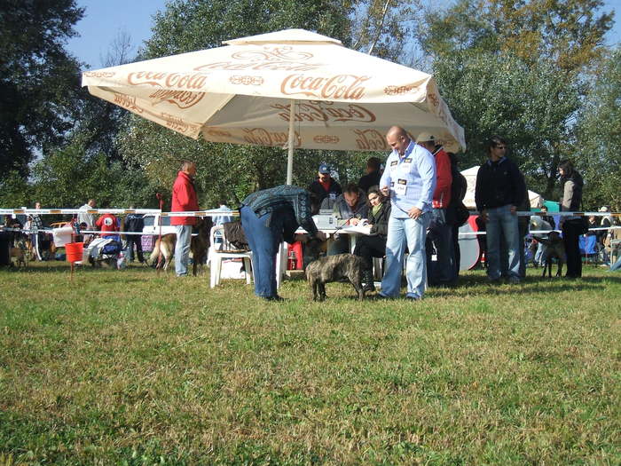 expo arad cupa transilvaniei - dogo canario in show