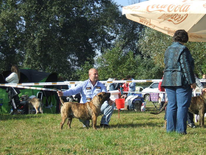 cupa transilvaniei - dogo canario in show