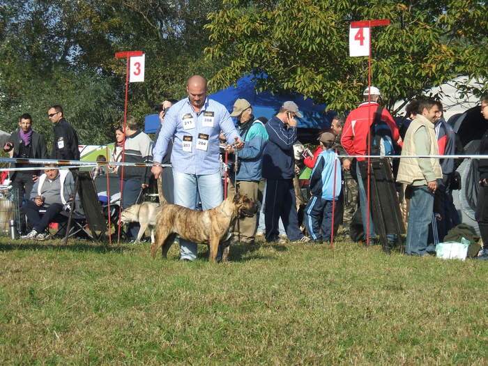 cupa transilvaniei - dogo canario in show