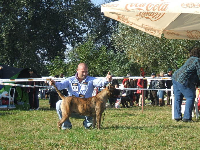 cupa transilvaniei - dogo canario in show