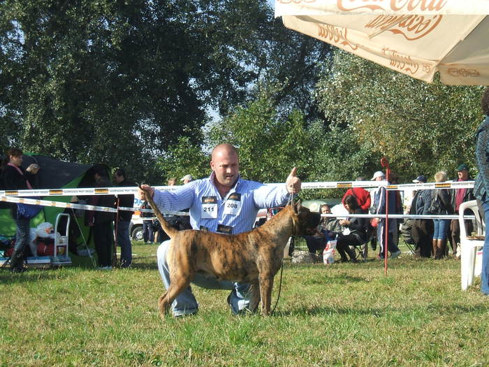 cupa transilvaniei 2010 - dogo canario in show