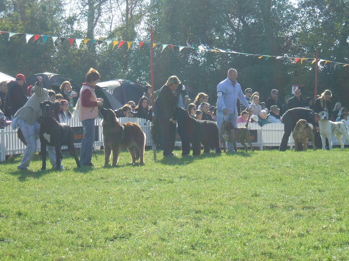 cupa transilvaniei 2010 - dogo canario in show