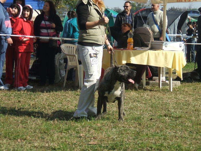 campionatu rominiei 2010 - dogo canario in show