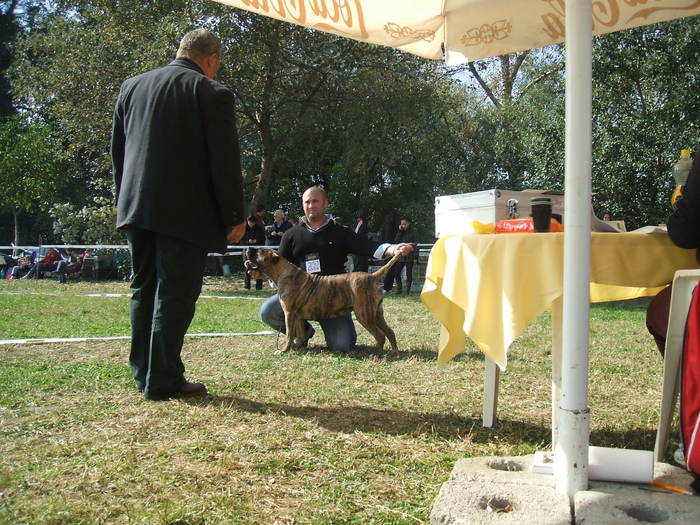 campionatul rominiei 2010 - dogo canario in show