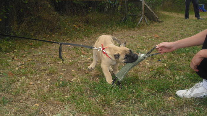 sato la antrenament - tineret promitator Dogo Canario