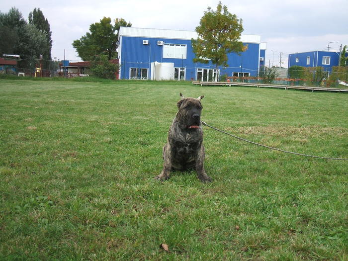 hugo - tineret promitator Dogo Canario