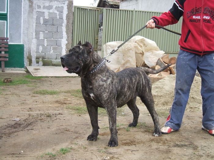 shanna - dogo canario