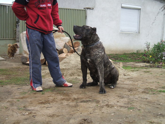 shanna - dogo canario