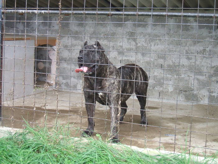 shanna - dogo canario