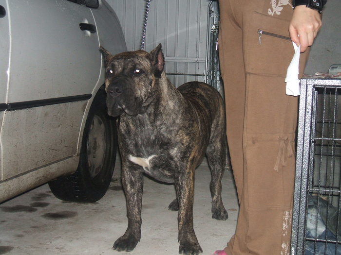 maya - dogo canario