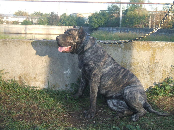 maya - dogo canario