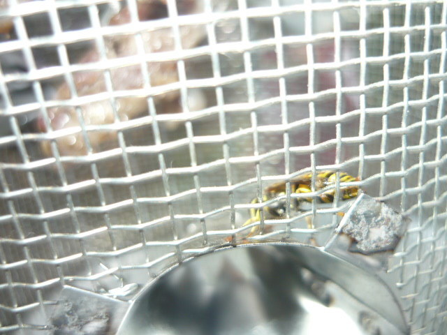 P1020299; am prins o cumatra viespe la capcana

