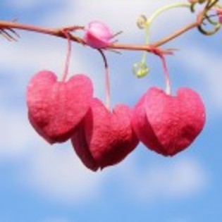 poze_avatare_inimioare-21-150x150