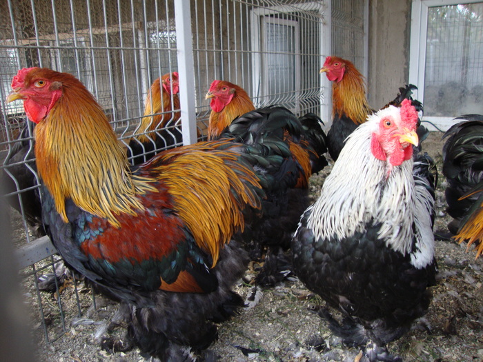 DSC00820 - PozeAnimaleToamna2010