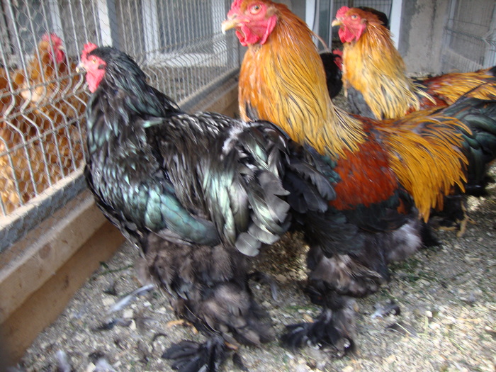 DSC00823 - PozeAnimaleToamna2010