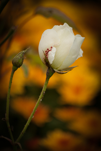 Boboc floribunda - Toamna in gradina mea