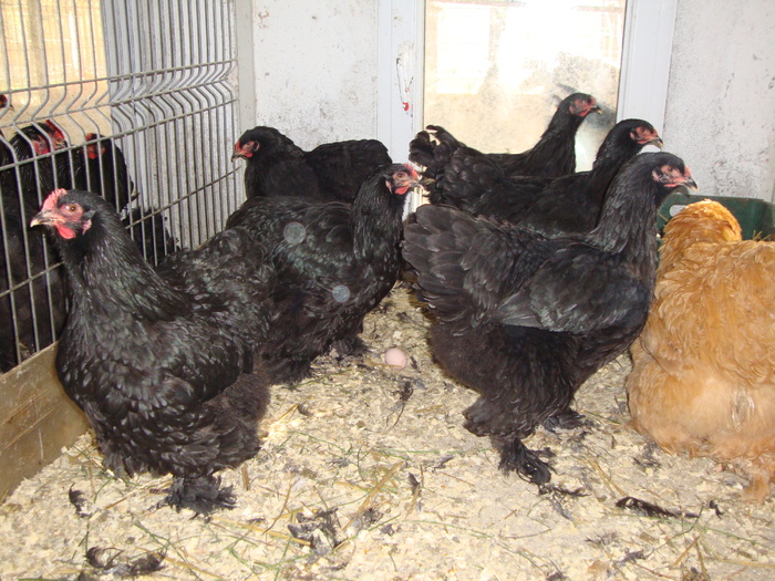 DSC00852 - PozeAnimaleToamna2010