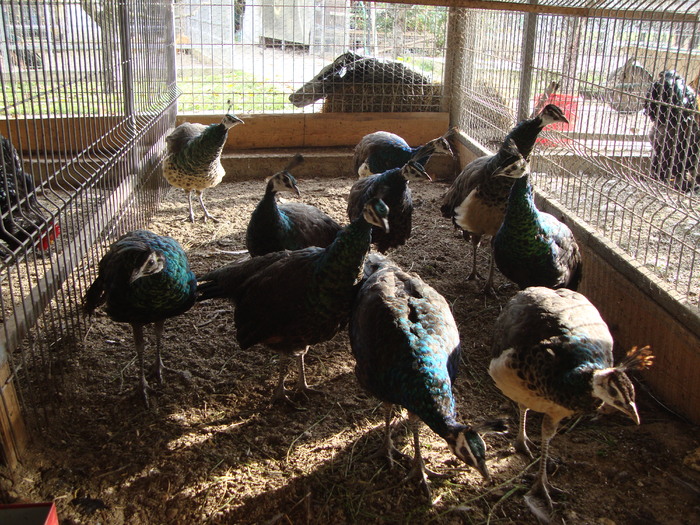 DSC00858 - PozeAnimaleToamna2010