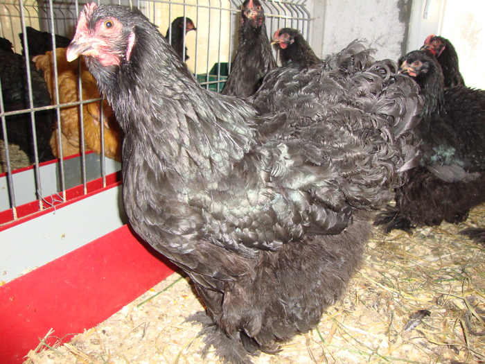 DSC00864 - PozeAnimaleToamna2010