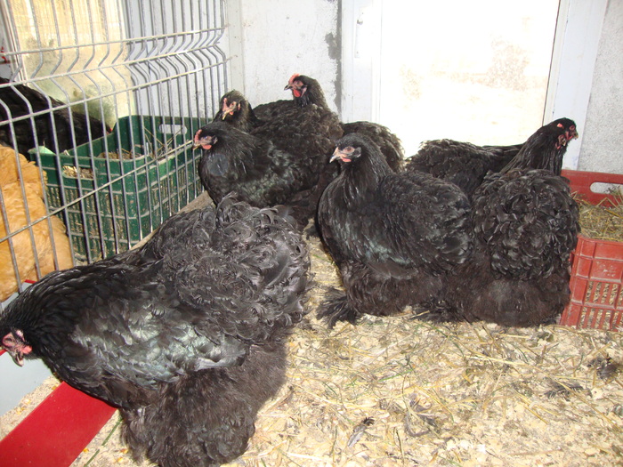 DSC00866 - PozeAnimaleToamna2010