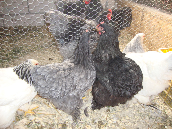 DSC00896 - PozeAnimaleToamna2010