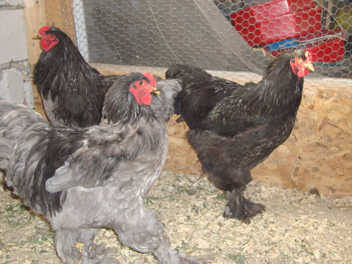 DSC00901 - PozeAnimaleToamna2010