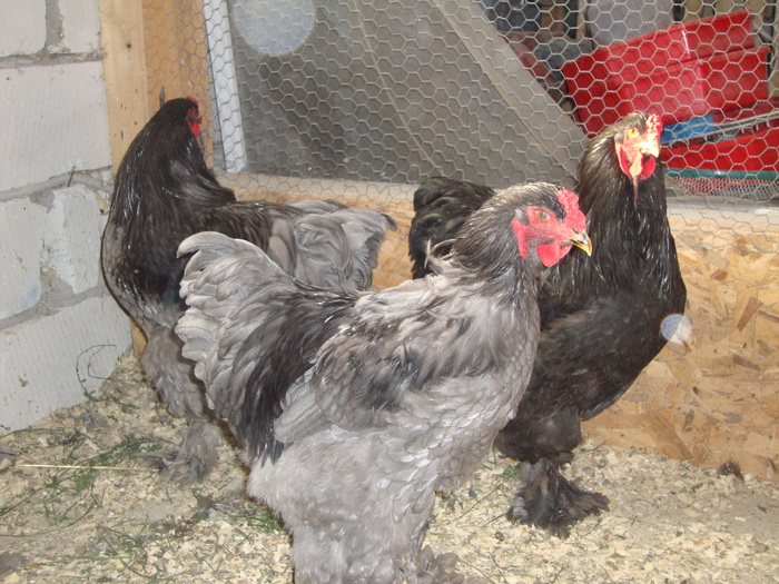 DSC00902 - PozeAnimaleToamna2010