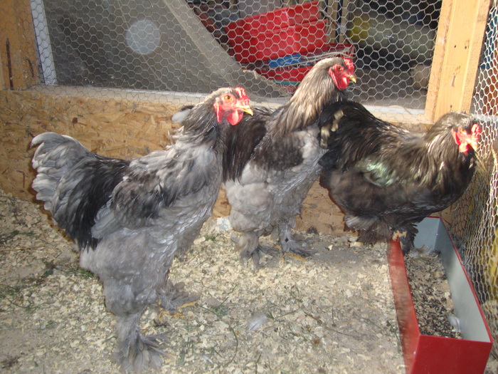 DSC00903 - PozeAnimaleToamna2010