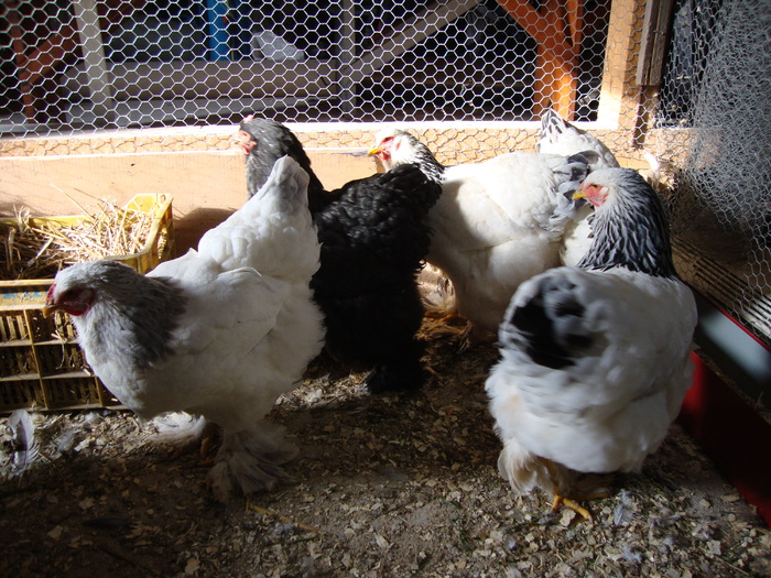 DSC00905 - PozeAnimaleToamna2010