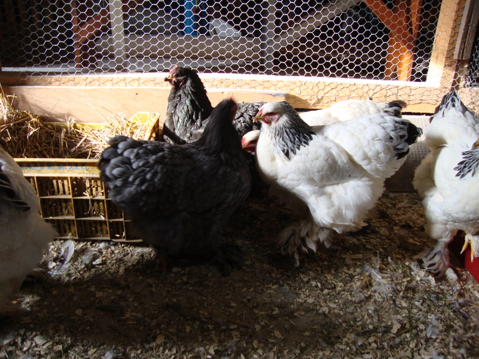 DSC00906 - PozeAnimaleToamna2010