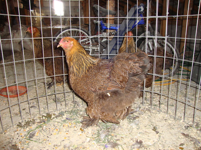 DSC00908 - PozeAnimaleToamna2010