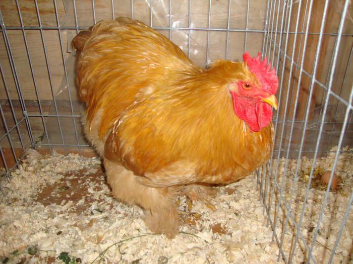 DSC00914 - PozeAnimaleToamna2010