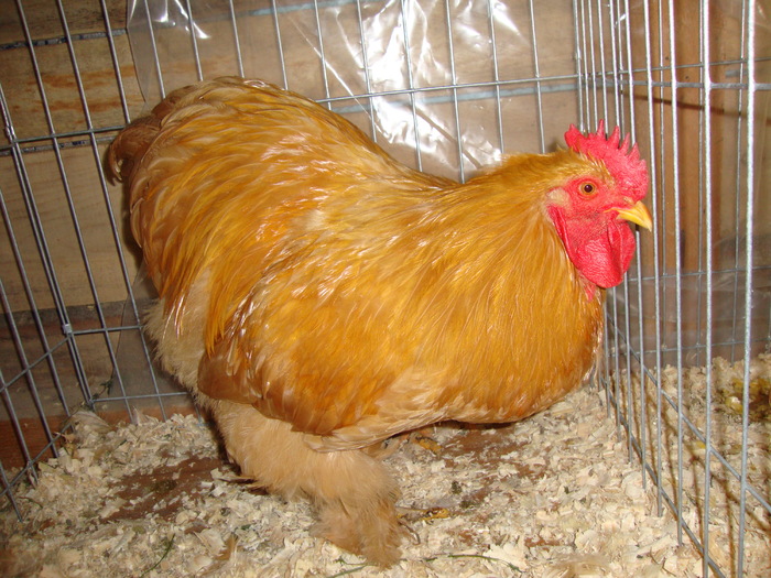 DSC00915 - PozeAnimaleToamna2010