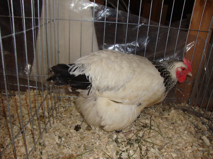 DSC00917 - PozeAnimaleToamna2010