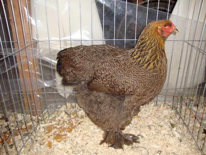 DSC00920 - PozeAnimaleToamna2010