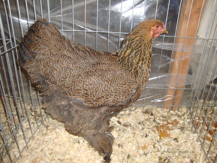 DSC00921 - PozeAnimaleToamna2010