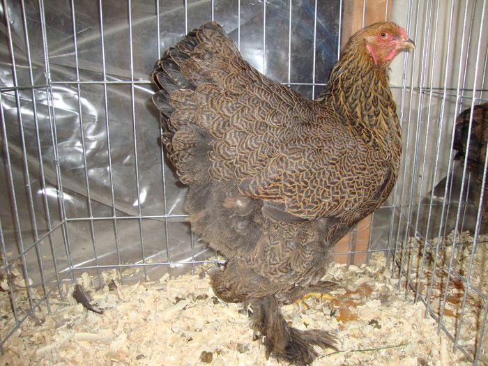 DSC00923 - PozeAnimaleToamna2010