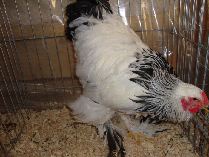 DSC00925 - PozeAnimaleToamna2010