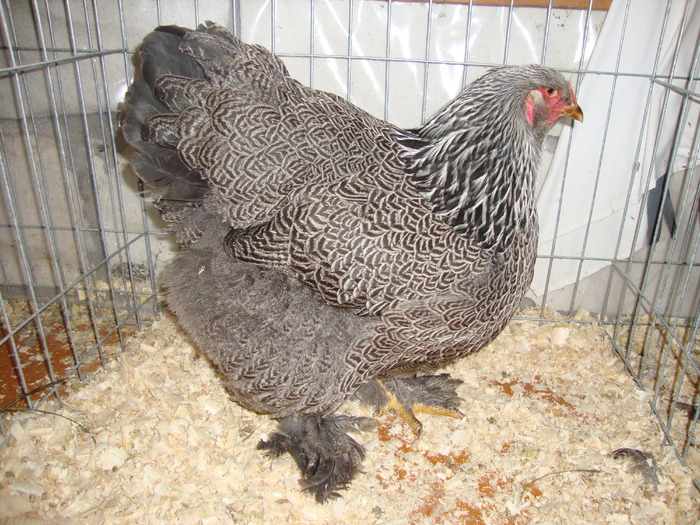 DSC00926 - PozeAnimaleToamna2010