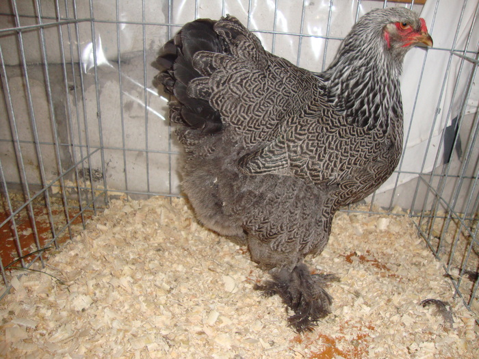 DSC00927 - PozeAnimaleToamna2010