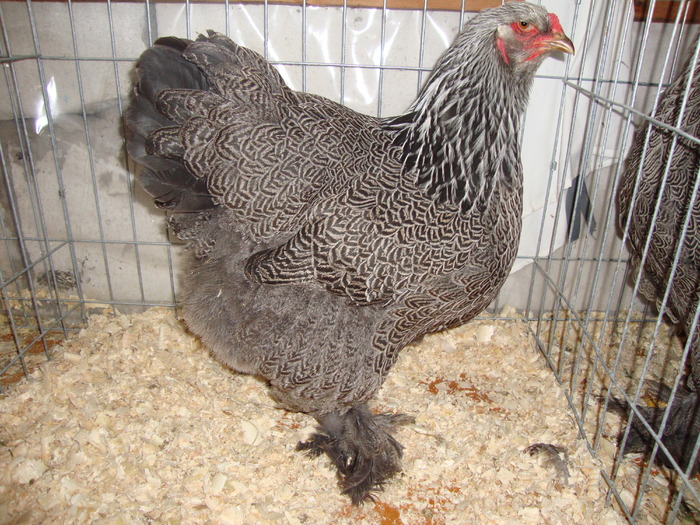 DSC00928 - PozeAnimaleToamna2010