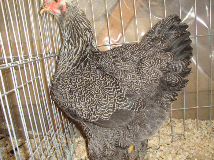 DSC00931 - PozeAnimaleToamna2010