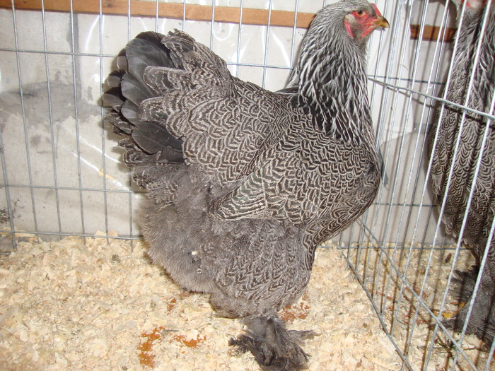 DSC00934 - PozeAnimaleToamna2010