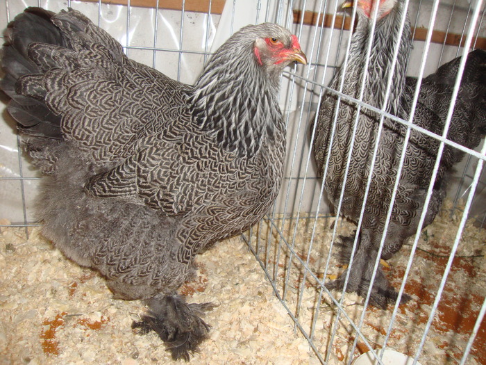 DSC00936 - PozeAnimaleToamna2010