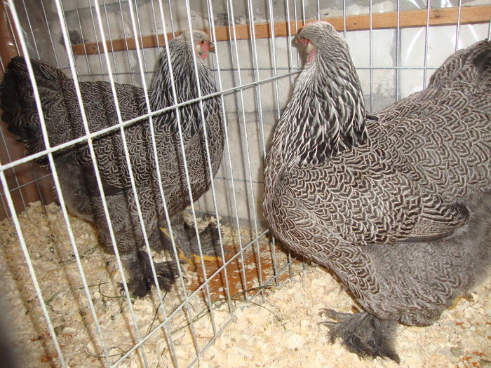 DSC00937 - PozeAnimaleToamna2010