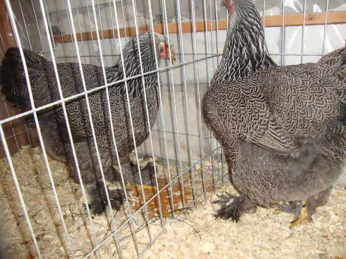 DSC00938 - PozeAnimaleToamna2010